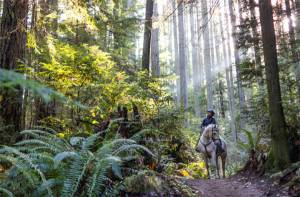 Cameron Karsten courtesy photo
A horse and rider in Grand Forest.