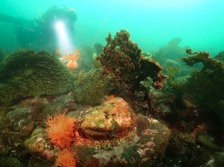 WDFW courtesy photo Abalone