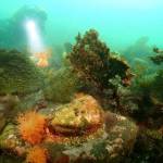 WDFW courtesy photo Abalone