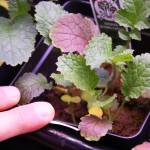 A strawberry plant grown in arcillite, a clay-based growing medium used as soil to grow plants in space, on display in the HyLab.