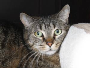 Molly Hetherwick/Kitsap News Group photos
Frankie the tabby cat gazes out from a cubby at PAWS on Bainbridge Island.