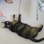 Youth volunteers play with Button, a spicy torbie.