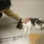 Ali Mauer, youth volunteer, plays with Charlie.