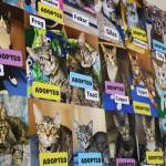 A wall of cats who have been adopted.