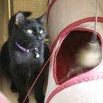 A youth volunteer waves a wand toy for Kevin, a black female cat.