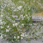 Weed Warriors courtesy photo
Perennial pepperweed