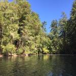 BILT courtesy photo
The estuarine habitat at the mouth of Manzanita Creek, where it flows into Little Manzanita Bay.