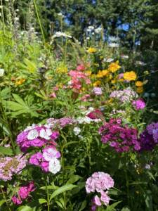 Morgan Houk courtesy photos
Some wildflowers grow in one of BIMPRDs established meadows.
