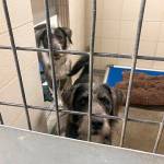 KHS courtesy photos
Existing dog holding areas at Kitsap Humane Society are being upgraded.