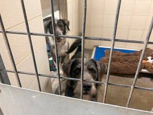 KHS courtesy photos
Existing dog holding areas at Kitsap Humane Society are being upgraded.