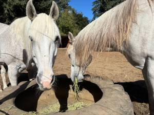 Molly Hetherwick/Kitsap News Group photos
Two horses enjoy some hay at Lazy K Stables in Burley.