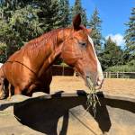 A chestnut horse grazes on hay at Lazy K Stables.