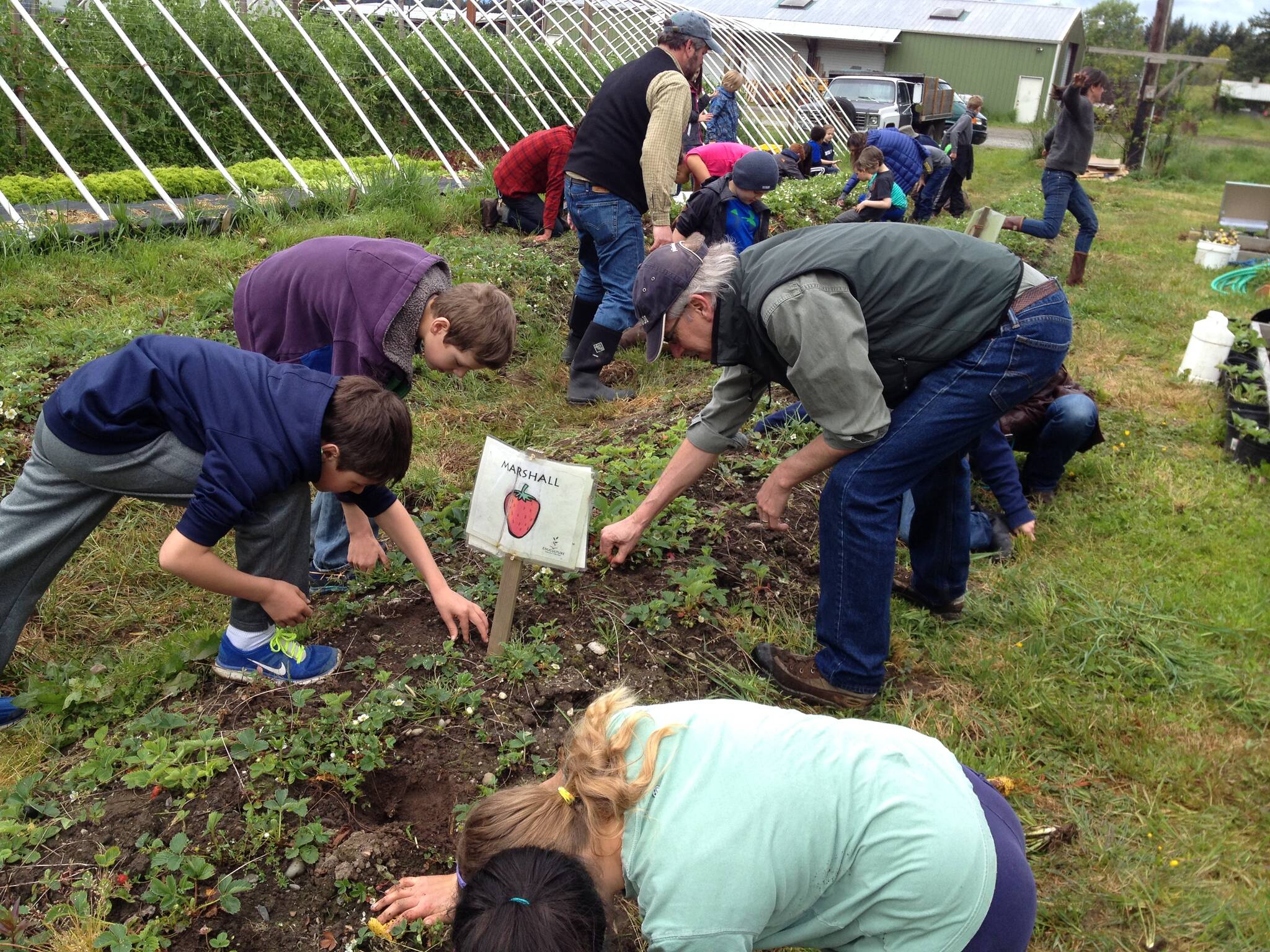 Educulture courtesy photo
BISD students investigate the process of growing strawberries.