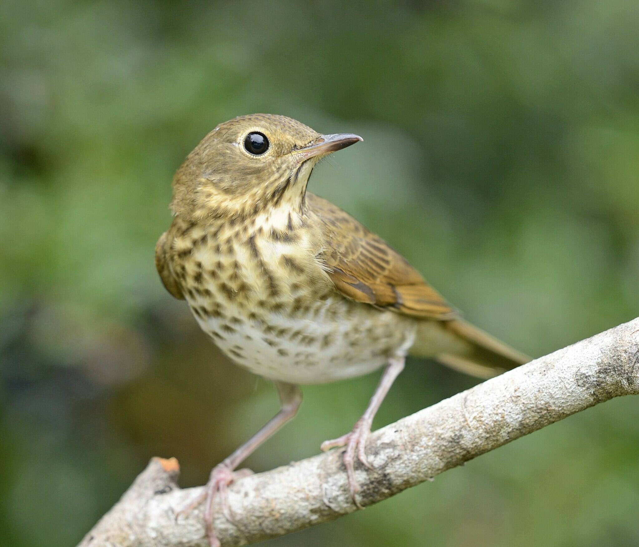 Wikimedia Commons courtesy photo
A Swainsons thrush perched on a branch in Western Washington.