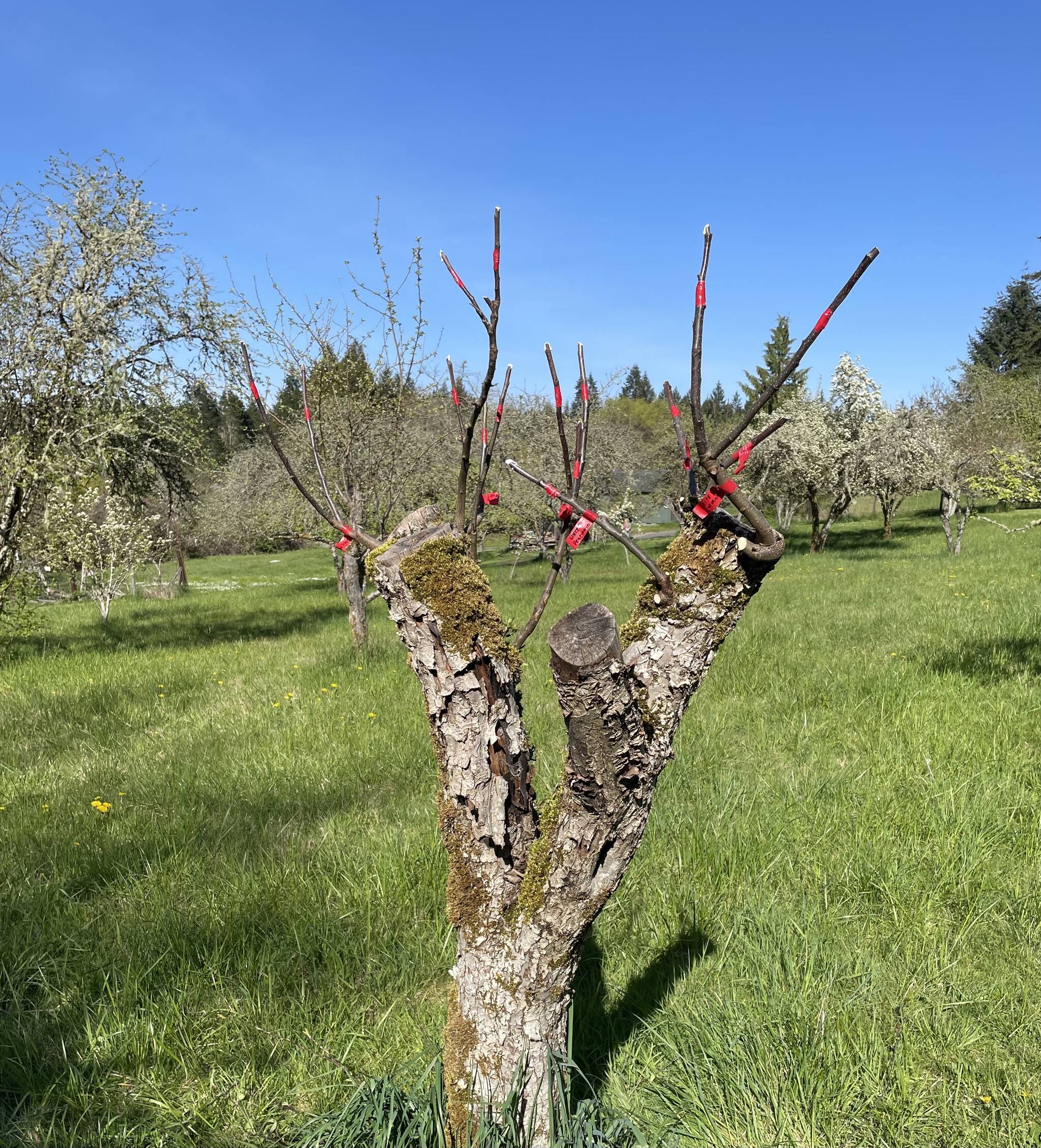 A tree in the orchard with several new grafts.