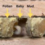 A cross-section of the mason bee nesting burrow, which can include up to 15 cells with larvae.
