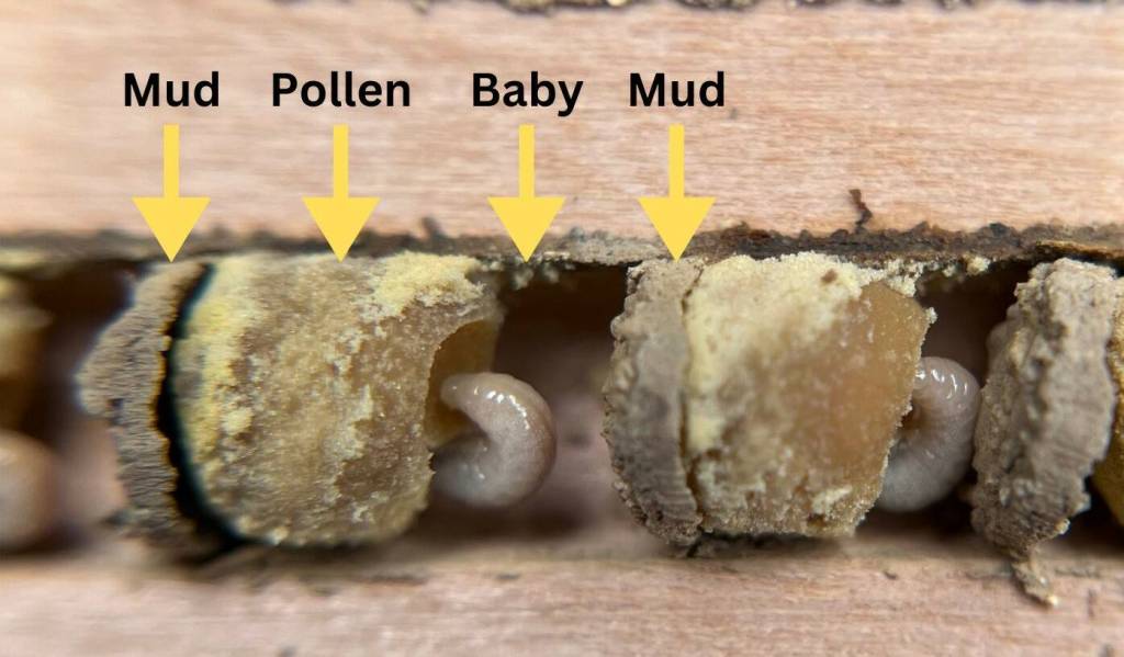 A cross-section of the mason bee nesting burrow, which can include up to 15 cells with larvae.