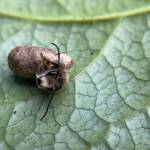 A blue orchard mason bee emerges from its cocoon after winter.