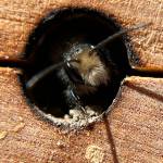 A blue orchard mason bee peeks out from the entrance to a burrow.