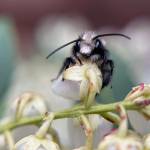 A male blue orchard mason bee pollinates some flowers. Often mistaken for flies, mason bees can be identified by their dark compound eyes and metallic blue-green sheen.