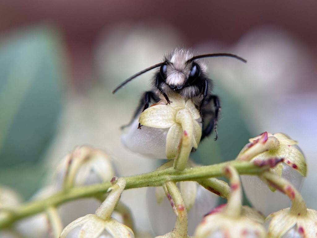 A male blue orchard mason bee pollinates some flowers. Often mistaken for flies, mason bees can be identified by their dark compound eyes and metallic blue-green sheen.