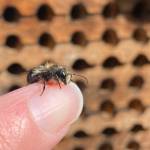 A blue orchard mason bee perched on Thyra McKelvies finger.