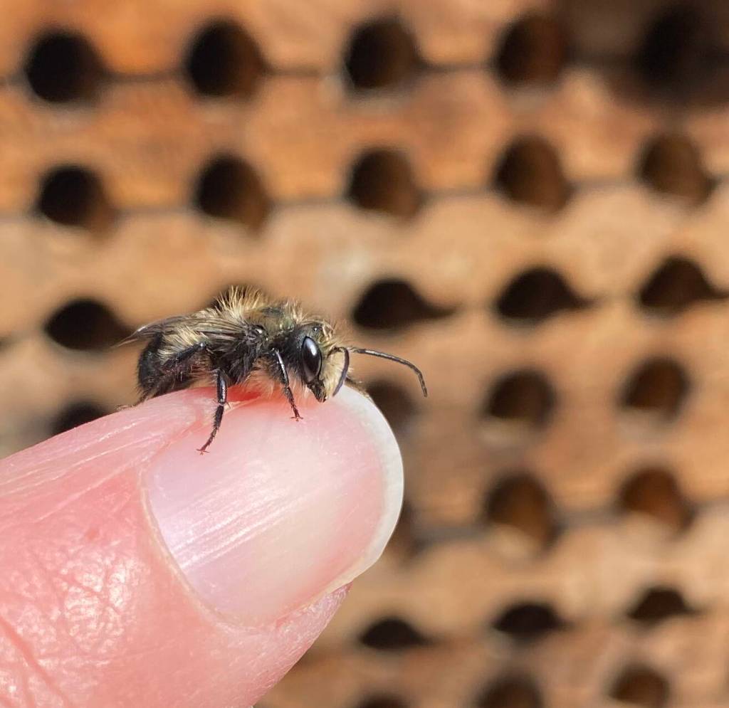 A blue orchard mason bee perched on Thyra McKelvies finger.