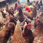 A flock of chickens that MacWhorter is raising.