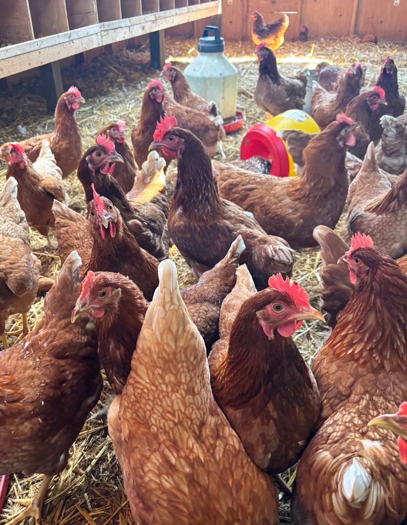 A flock of chickens that MacWhorter is raising.