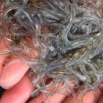 The glass eels that Ford helped count in streams of the Hudson River.