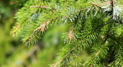 File photo
A pine tree, one of many conifers that produces pollen.