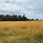 Katherine Bouma/Kitsap News Group photos
The controlled burn will take place on 3.3 acres of Hilltop meadow this August to help with the long-term resilience of the area.