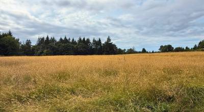 Katherine Bouma/Kitsap News Group photos
The controlled burn will take place on 3.3 acres of Hilltop meadow this August to help with the long-term resilience of the area.